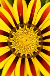 sunflower.jpg