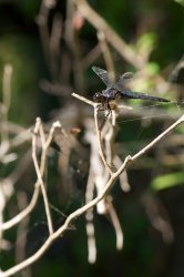 DSC_4741.jpg