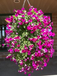 flowers.jpg