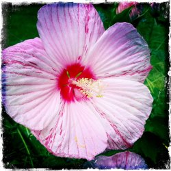 hibiscus.JPG