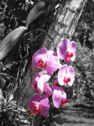 flower.jpg
