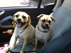 Bruiser&Elvis.jpg