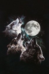 wolfbeardneckshirt.jpg