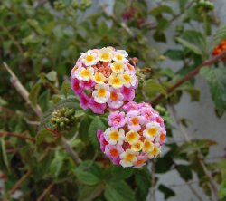 Flowers.JPG