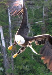 eagle.jpg