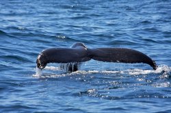 7 Whale Watching.jpg