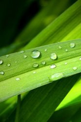 iphone-grass-wp.jpg