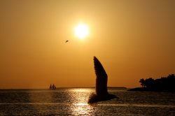 4 Mallory Square zonsondergang.jpg