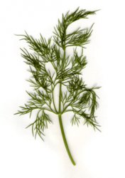 dill.jpg