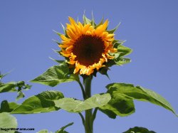 SunflowerBlueSky.jpg
