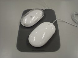 mouse.jpg
