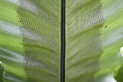 Leaf.jpg