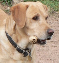 Tanner II Colorado 07.jpg