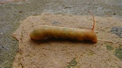 DSC00599_2.JPG