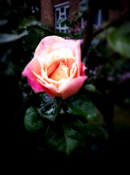 IMG_0217.JPG