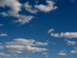 turkeyvulture.jpg