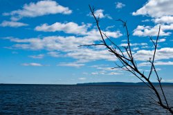 sky branch.jpg