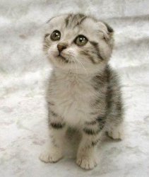 cute-cat.jpg
