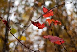 redleaves.jpg