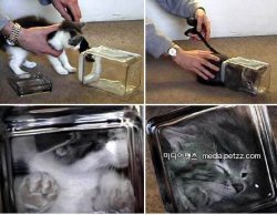 bonsai kitten.jpg