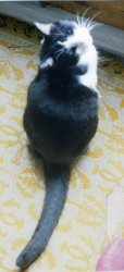 felixcat.jpg