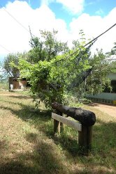 Pitcairn  011.jpg