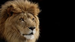 lion (1).jpg
