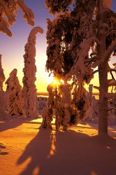 Snow Covered Forest.jpg
