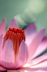 Water Lily.jpeg
