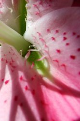 stockvault-lilly103028.jpg