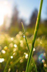 Morning Dew.jpg