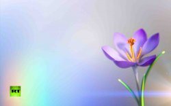 crocus.jpg