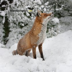 hardpointphotography_fox.jpg