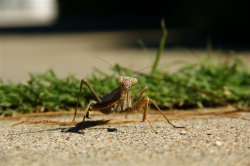 IMG_3668.jpg
