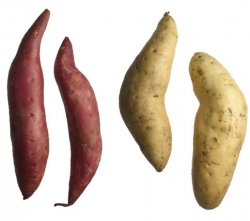ttar_sweet_potatoes_h.jpg