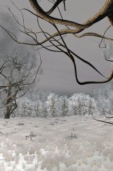 earlyfrost640x960.jpg