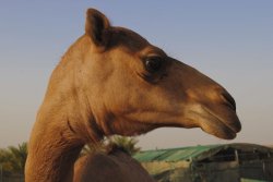 portraitofcamel.jpg
