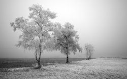 01465_frozentree_1440x900.jpg