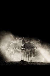 iphone-zebras.jpg