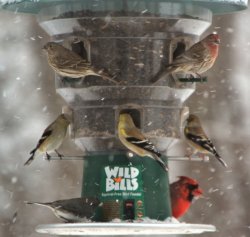 Birds_v1.JPG