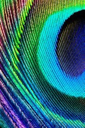 peacock-feather-2.jpg