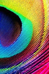 peacock-feather-3.jpg