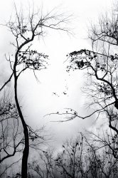 premonition-wp02-1600.jpg