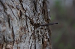 IMG_0701j.JPG