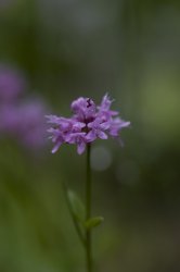 flower.jpg