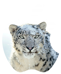 AppSLeo.png