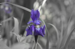 Single Iris.jpg