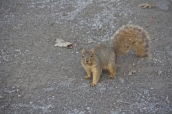 Squirrel Photo.jpg