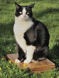MDJ5496M-01 Laptop koffer, de kattentest.jpg