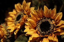 sunflower.JPG